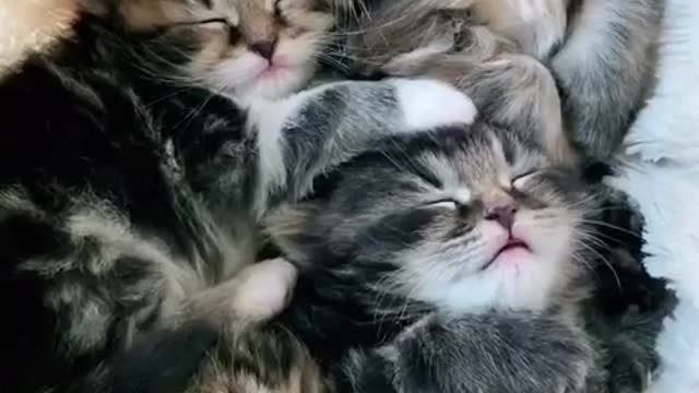kitty purr chorus