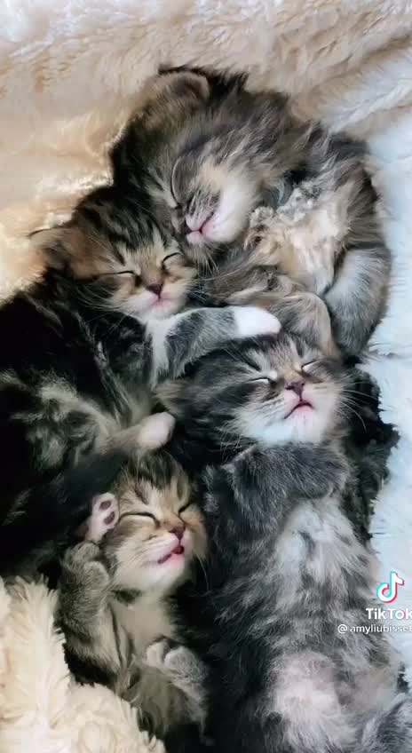 kitty purr chorus