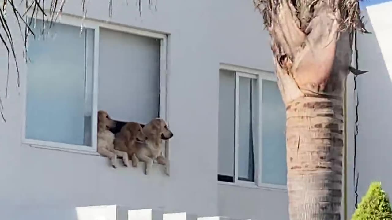 Golden Retriever Neighborhood Watch