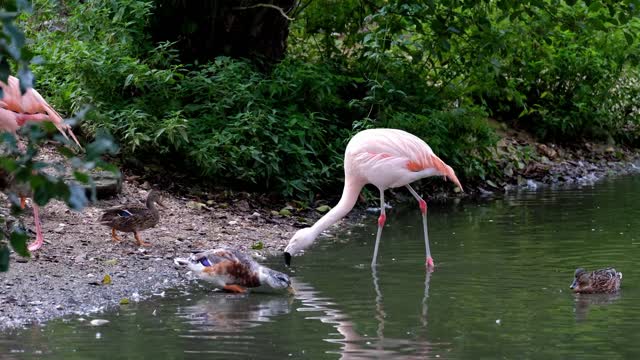 Flamingo in the water