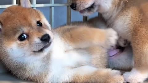 Another day of fighting and fussing #Shiba Inu baby #小奶狗 #豆Chai #Shiba Inu