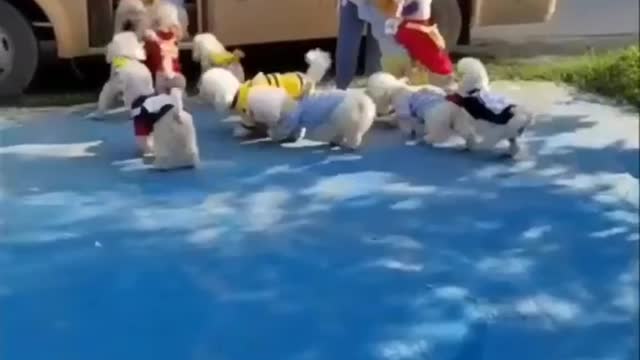 CUTE AND FUNNY DOGS VIDEO