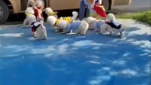 CUTE AND FUNNY DOGS VIDEO