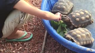 Frankie feeding the girls while they soak