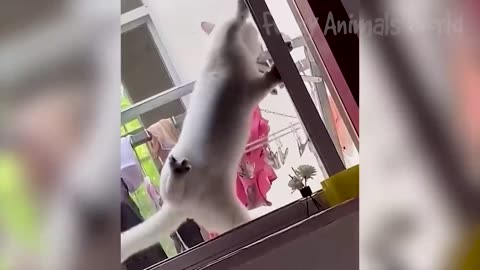 FUNNY ANIMALS VIDEOS 2023