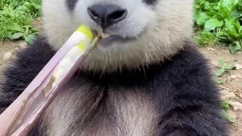 Pandas enjoying delicious food