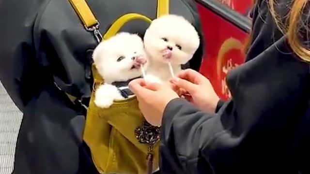 Cute Funny Dogs