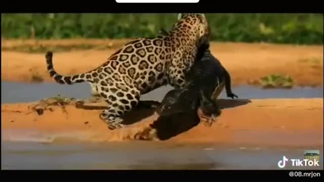 The crocodile that attacked the leopard is the wonder of the world