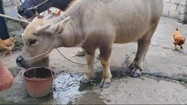 cow drinking water