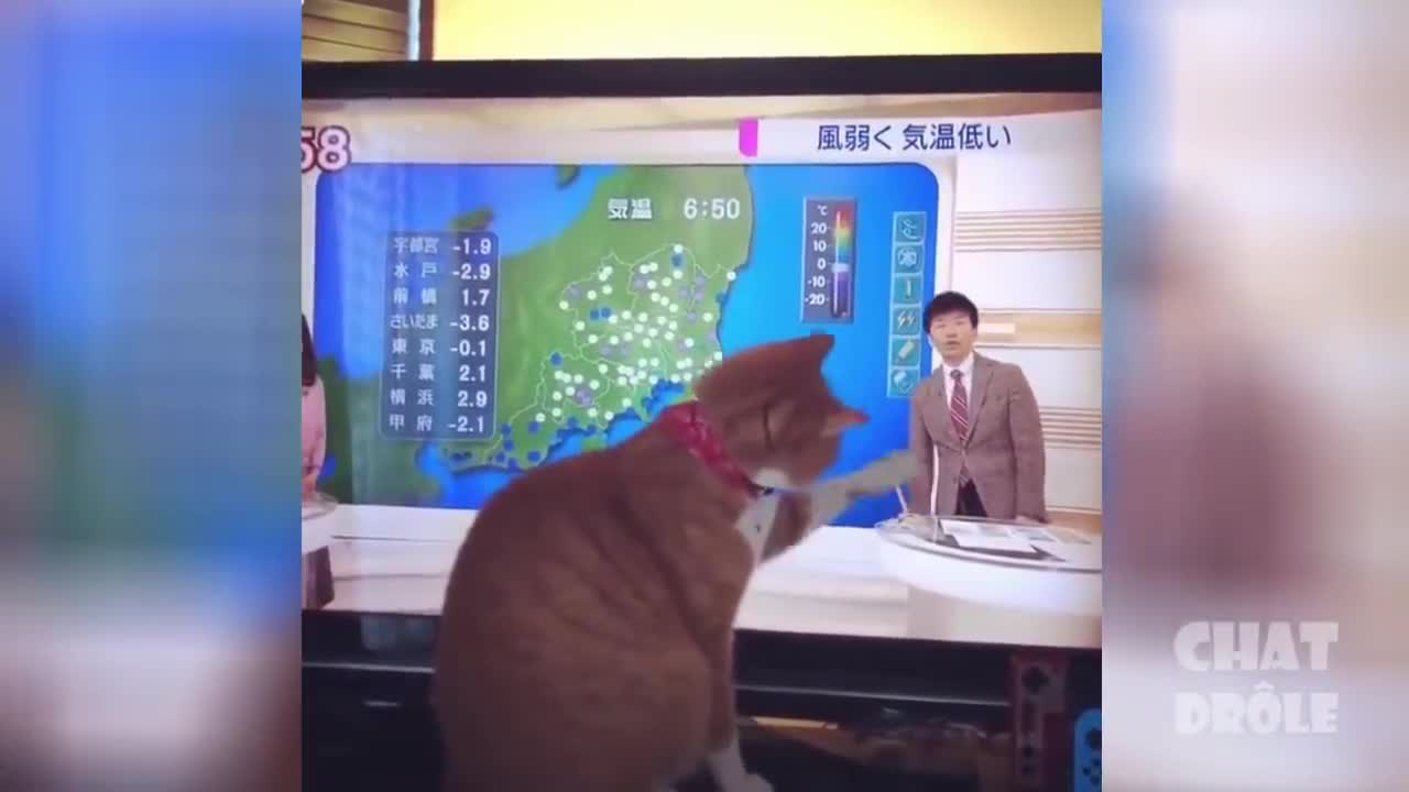 Essayer De Ne Pas RireVidéo De Chat À Mourir De Rire