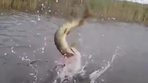 Pike on a wobbler