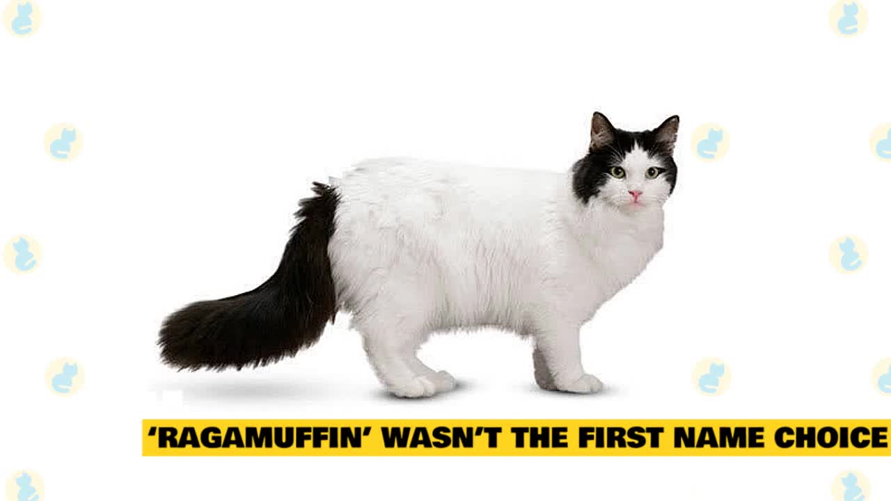 Ragamuffin Cats 101 : Fun Facts & Myths