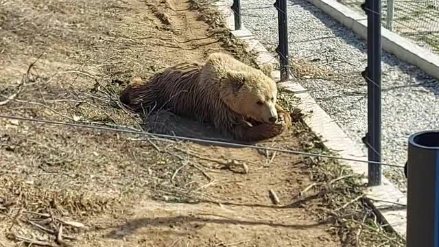 Lonley bear at the forest