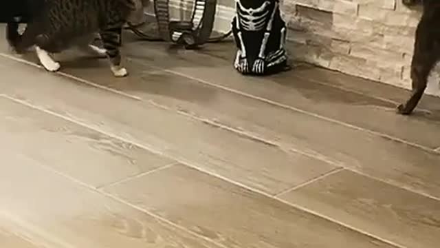 What will this cute cat do?