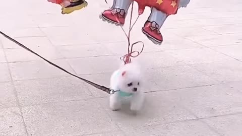 Nice dog video cute puppy