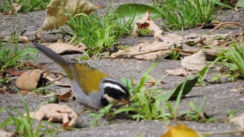 Half-collared Sparrow feeding on seeds in the wild