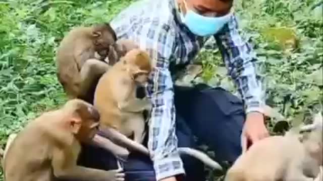 The real monkey business Hard to handle than you think