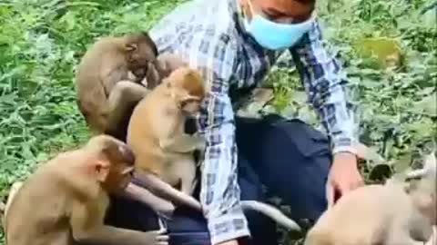 The real monkey business Hard to handle than you think