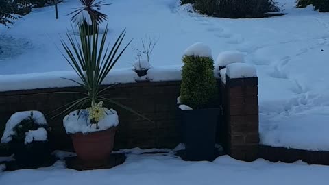 Snow covered garden