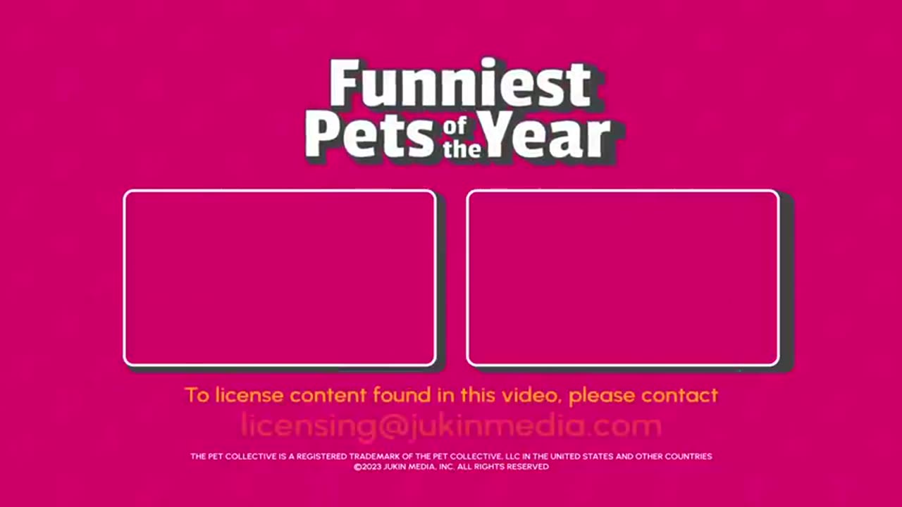 The Funniest PET Videos of The Year! 🤣 | Best Compilation