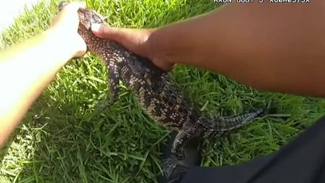 Police found an alligator in a hot tub in Texas