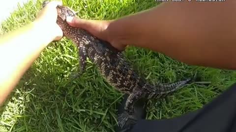 Police found an alligator in a hot tub in Texas