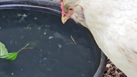 OMC! Whitey drinking and looking adorable before fleeing into the lilacs! #chickens #shorts #white