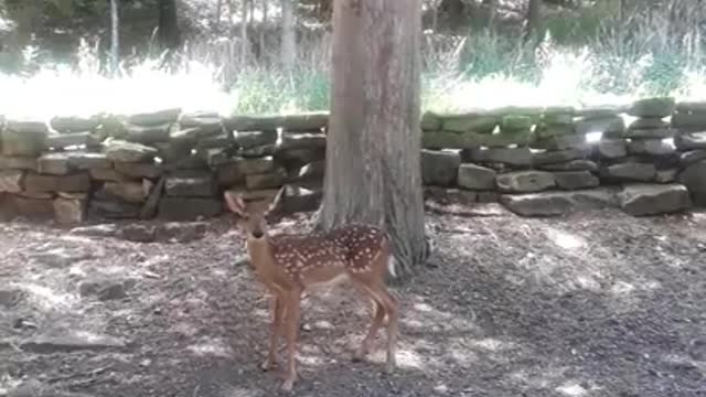 Fawn waits patiently while her Mamma eats from caretaker