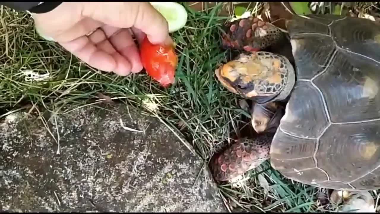 beautiful turtle eating tomato and cucumber