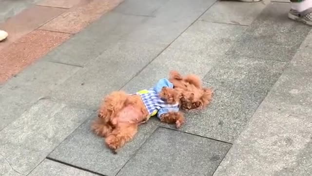 Am I cute? Can you give me a little love? 12