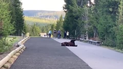 All visitors wear in shock of the grizzly scratching itch beer