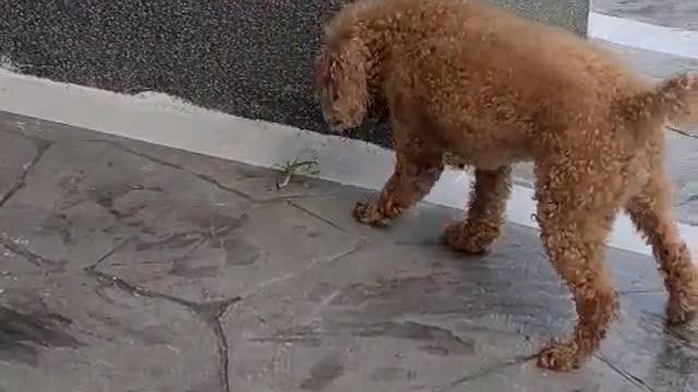 The dog kkamdol-i fighting the mantis