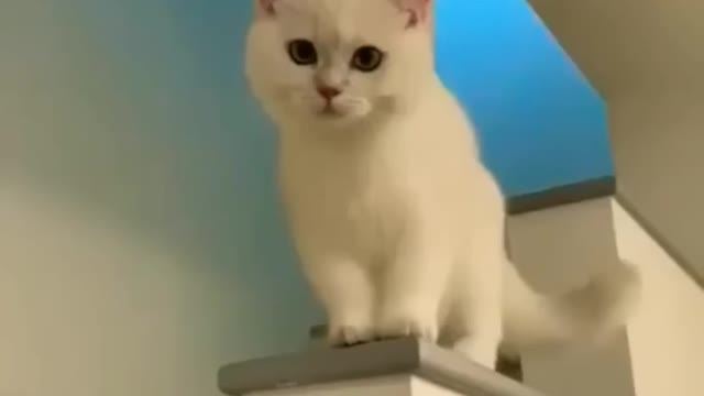 xute cat laughing