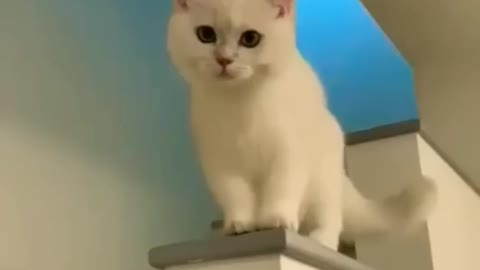 xute cat laughing
