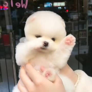 Tuna Puppy - cute animal videos baby dogs, #short