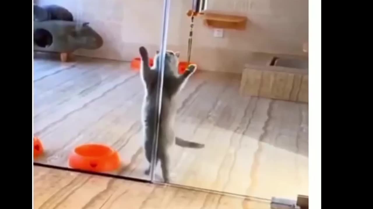 Funny cat