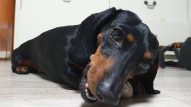 A Dachshund that eats gum well