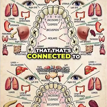 How your teeth affect the rest of your body 🦷