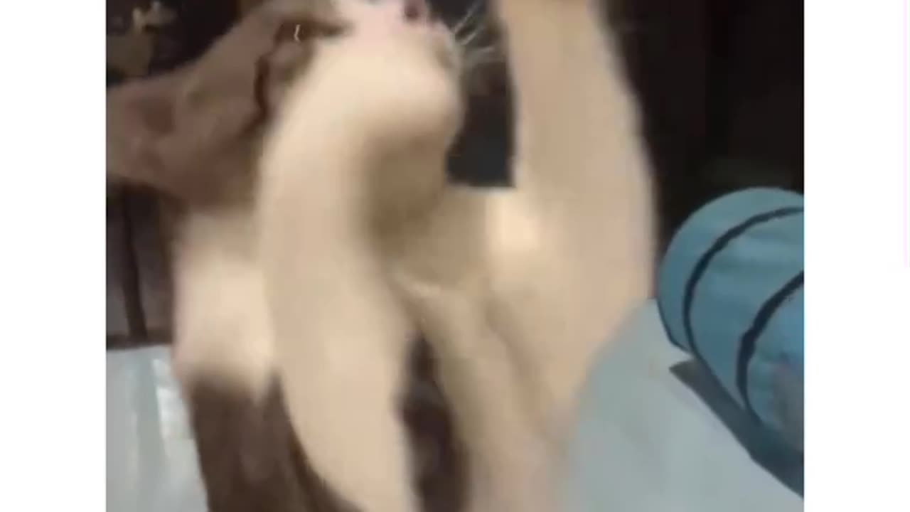 FUNNY CATS