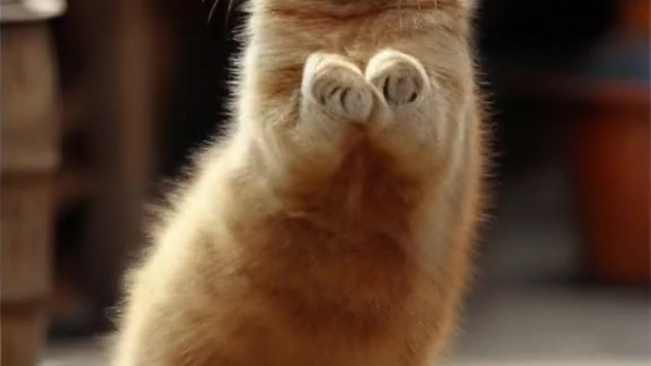 Dancing Fluffy Cat Being Adorable | Cuteness Overload!