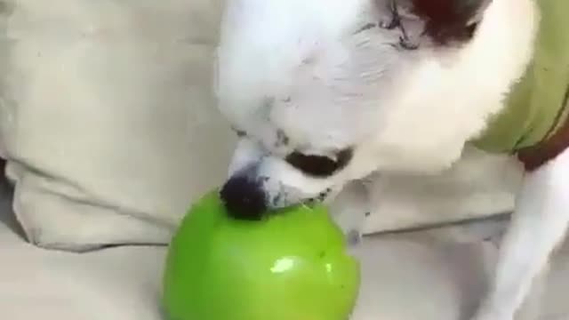 The dog is eating an apple The dog is eating