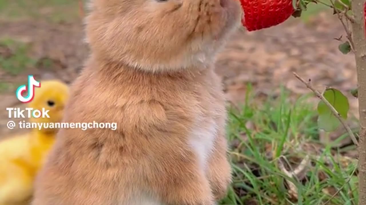 Cute animal video