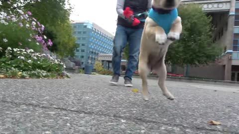 How to Train the FIRST 5 THINGS to ANY Puppy! Reality Dog Training