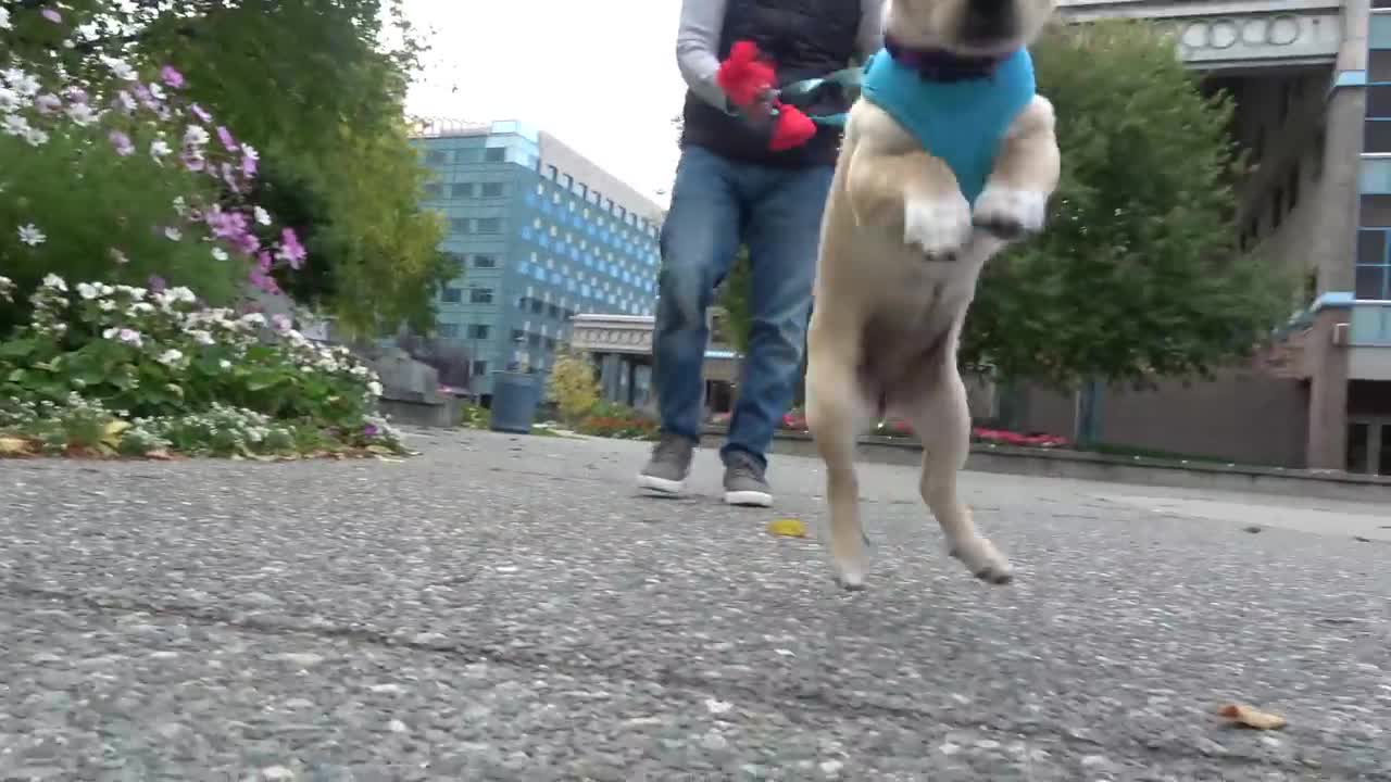 How to Train the FIRST 5 THINGS to ANY Puppy! Reality Dog Training