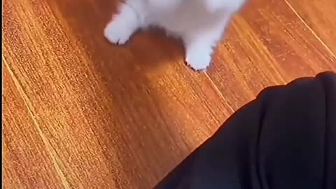 Years are quiet, only because of meow