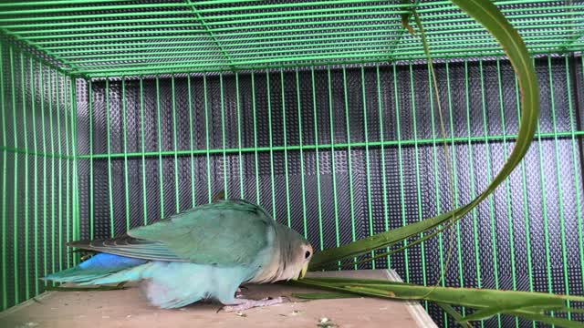 The funny bird
