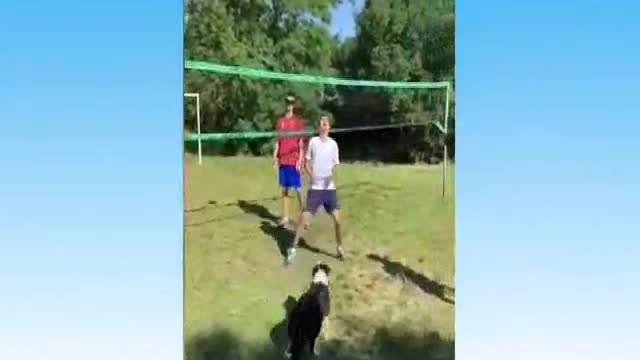 Funny Cats I Cat Funny - Best memes, Animals, Try not to Laugh ❤️🐱🤣🤣🤣