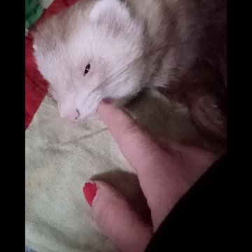 Ferret massage..
