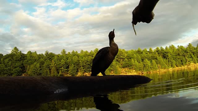 Wild fishing bird comes when called by name