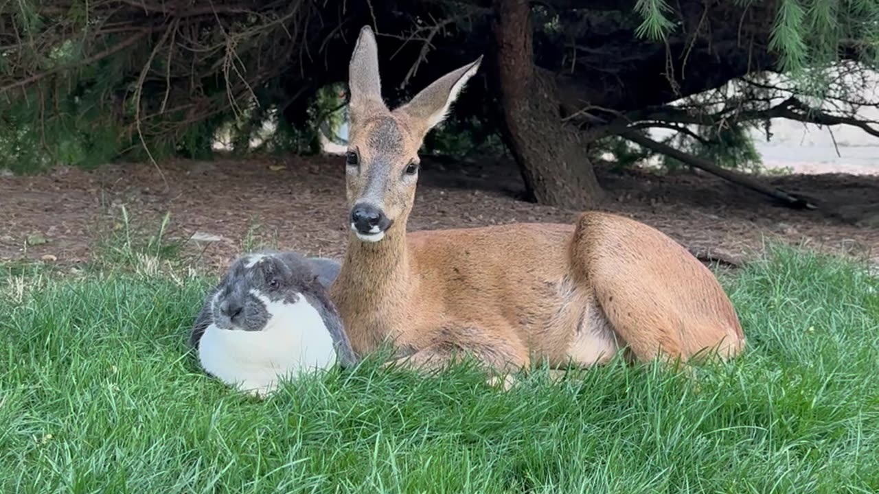 Deer and Rabbit Best Friends